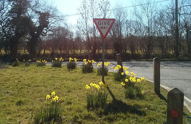 Daffodils in Surrey