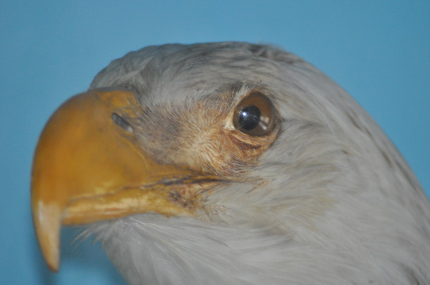 White Tailed Eagle