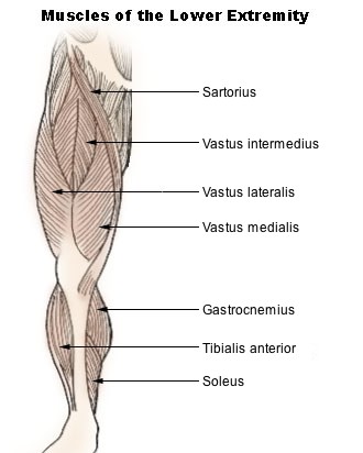 upper-leg-muscles