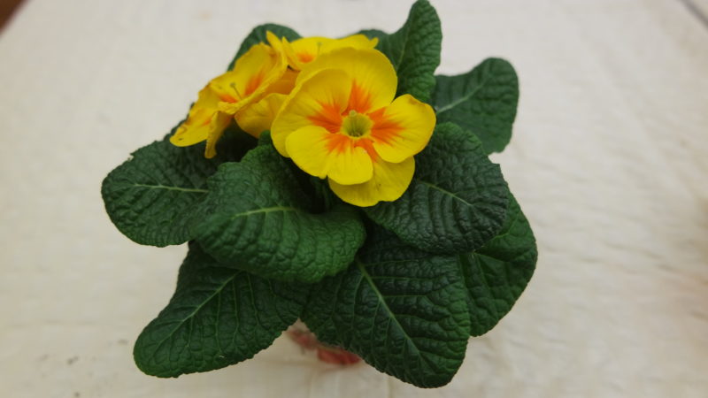 SAMSUNG CAMERA PICTURES