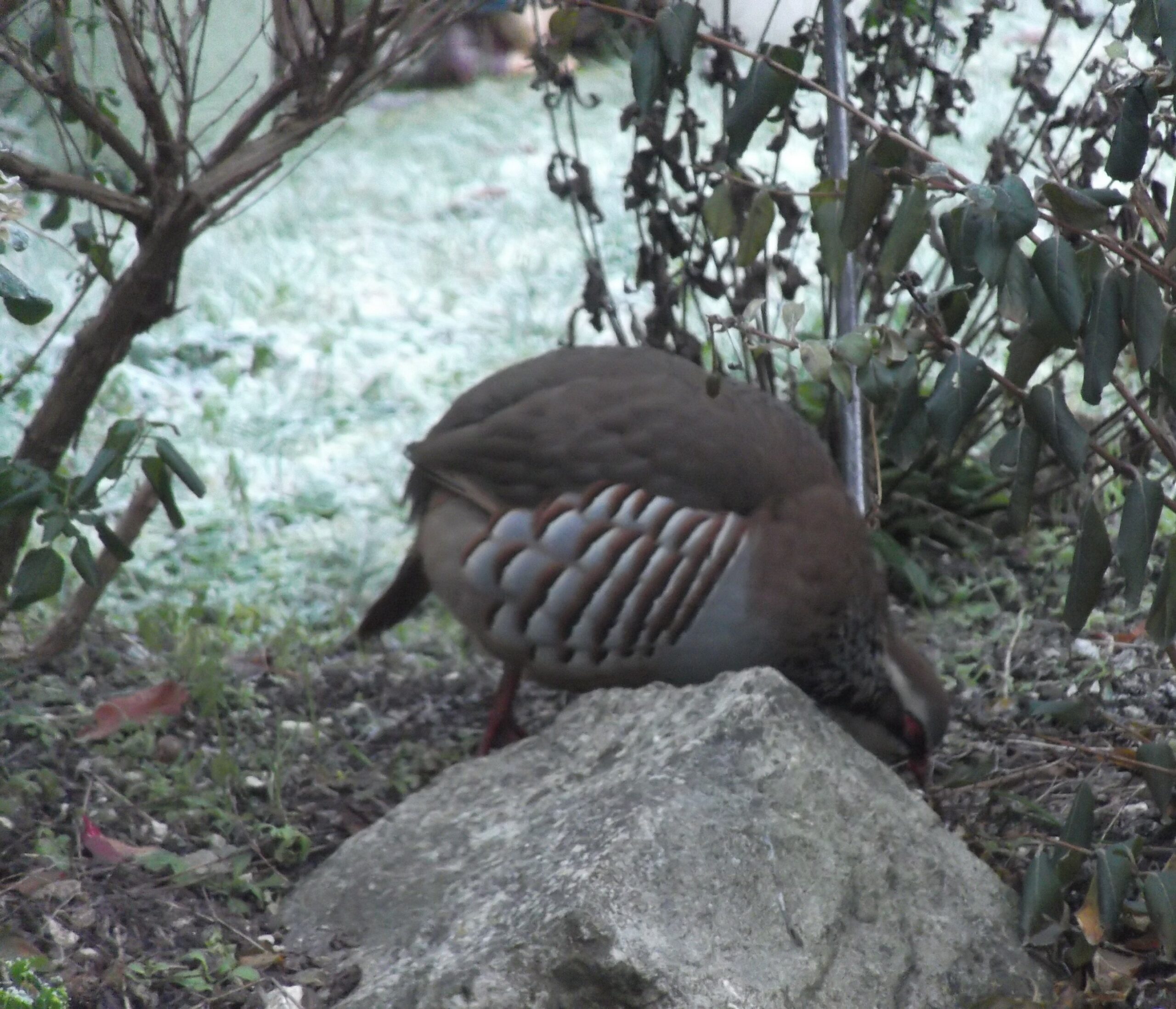 Our Fabulous, Fat, Feathered, Friend!