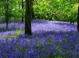Bluebell Bike Rides
